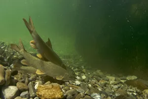 Images Dated 27th June 2008: Barbel (Barbus barbus) feeding at the bottom of a pool, Sense river, Fribourg, Switzerland