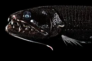 Stomiiformes Prints: Barbeled dragonfish (Astronesthes caulophorus) portrait