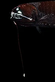 Stomiiformes Prints: Barbeled dragonfish (Melanostomias tentaculatus) head portrait