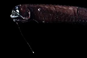 Stomiiformes Prints: Barbeled dragonfish (Melanostomias tentaculatus) portrait