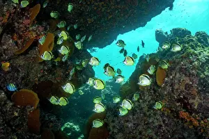 Baja California Sur Prints: Barberfish (Johnrandallia nigrirostris) school swimming under a rocky ledge