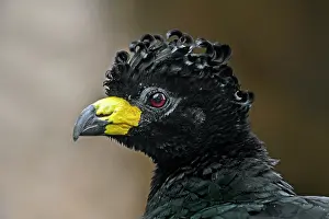 Cracidae Prints: Bare-faced curassow (Crax fasciolata) male