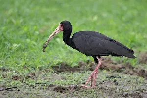 Threskiornithidae Prints: Bare-faced ibis (Phimosus infuscatus) portrait, Pampas del Yacuma, El Beni, Bolivia