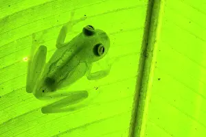 Legs Prints: Bare-hearted glass frog (Hyalinobatrachium colymbiphyllum) sitting on underside of leaf