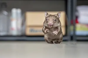 Indoors Prints: Bare-nosed wombat (Vombatus ursinus) orphan infant aged 6 months