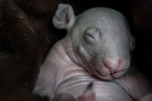 Caring Prints: Bare-nosed wombat (Vombatus ursinus)  rescued infant aged 4 months