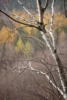 Bare tree in autumn viewed from Stribrne Steny (459m) Hrensko, Ceske Svycarsko /