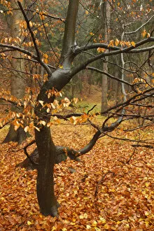 Almost bare trees in autumn, Rynartice, Ceske Svycarsko / Bohemian Switzerland National Park