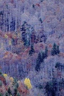Aragon Gallery: Bare trees and conifers in woodland, Ordesa y Monte Perdido National Park, Huesca, Spain, October