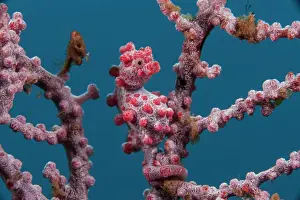 bargibanti pygmy seahorse hippocampus bargibanti camouflaged gorgonian sea fan Trending Item 6