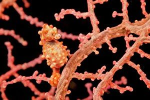 Camouflage Prints: Bargibant's pygmy seahorse (Hippocampus bargibanti) camouflaged on a gorgonian sea fan (Muricella sp)