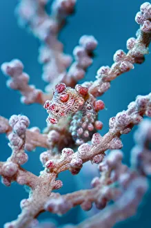 Bargibants pygmy seahorse (Hippocampus bargibanti) camouflaged in a seafan (Muricella sp. ), Raja Ampat, West Papua, Indonesia, Pacific Ocean