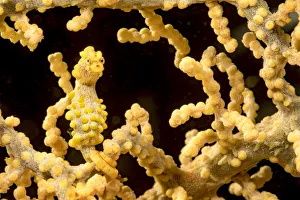 Bargibants pygmy seahorse (Hippocampus bargibanti) wrapped around Eye fan coral (Cnidaria sp)