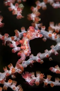 Nationalist Republic Of China Prints: Bargibants seahorse (Hippocampus bargibanti) Kenting Nationalpark, Kenting, Taiwan
