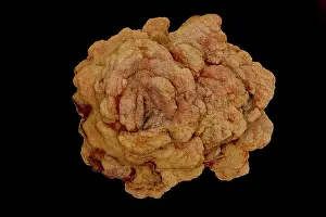 Minerals Prints: Barite rose, consisting of radial and rosette sprays of disc-shaped barite crystals