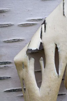 Bark Prints: Bark peeling from Silver birch tree (Betula verrucosa) Sarek National Park, Laponia
