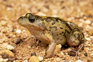 Limnodynastes Prints: Barking marsh frog (Limnodynastes fletcheri) portrait, The Gums, Queensland, Australia