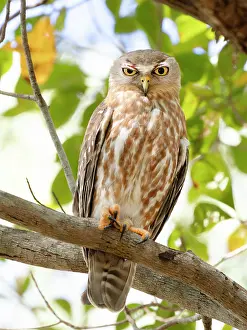 Speckled Prints: Barking owl (Ninox connivens) perched on branch