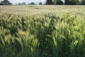Images Dated 2nd June 2011: Barley field, Haregill Lodge Farm, Ellingstring, North Yorkshire, England, UK, June