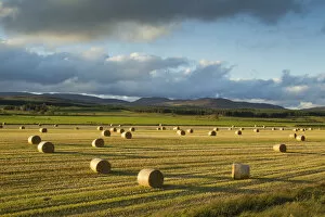 Agriculture Gallery: Barley straw bales in field after harvest, Inverness-shire, Scotland, UK, October