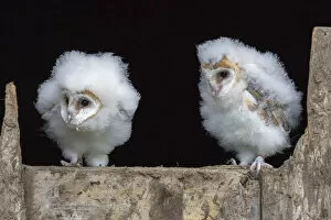 Owls Gallery: Barn owl chicks (Tyto alba) Cumbria, June. Captive