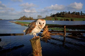 Wetlands Collection: Barn owl on post in flooded Somerset Levels. England, UK, Europe