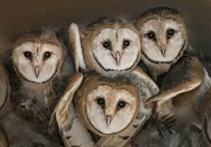 Barn owl (Tyto alba) four chicks in nest, La Pampa, Argentina