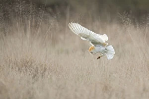 Barn Owl (Tyto alba) diving towards prey. Wales, UK, March. Sequence 2 of 2
