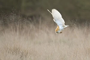 Images Dated 21st March 2012: Barn Owl (Tyto alba) diving towards prey. Wales, UK, March. Sequence 1 of 2