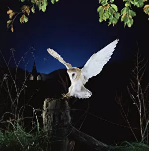 2009 Highlights Gallery: Barn owl {Tyto alba} female landing on fence post. Captive UK