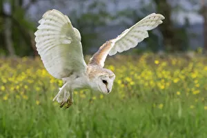 Barn owl (Tyto alba) in flight, captive, Cumbria, UK