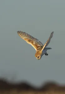 Northumberland Prints: Barn owl (Tyto alba) in flight, hunting and about to dive into the edge of a reedbed