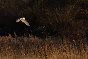 Tyto Prints: Barn owl (Tyto alba) in flight, hunting at dusk, Norfolk, UK. February