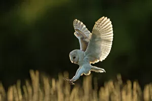 Birds Gallery: Barn owl (Tyto alba) in flight, hunting, Hampshire, England, UK. Captive