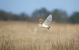 Images Dated 15th February 2010: Barn Owl (Tyto alba) in flight over marshes, hunting, Norfolk, UK, February