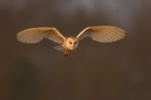 Images Dated 22nd March 2012: Barn Owl (Tyto alba) in flight in morning light. Wales, UK, March