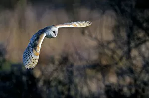 Birds Gallery: Barn owl (Tyto alba) in flight, Norfolk, England, UK, February