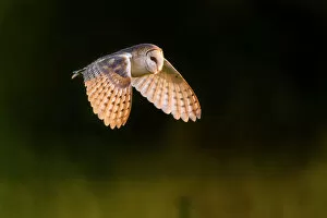 Nature Collection: Barn owl (Tyto alba) in flight. Suffolk, UK. June