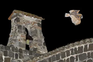 Buildings Prints: Barn Owl (Tyto alba) flying over the castle of Vulci (IX-XII century) Vulci archaeological