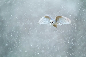 Tranquility Collection: Barn owl (Tyto alba) flying through heavy snowfall, Derbyshire, February