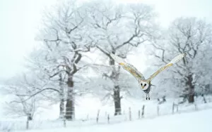 Bird Of Prey Collection: Barn owl (Tyto alba) flying in snow covered countryside, Surrey, England, UK, January