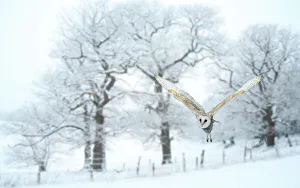 Composite Images Prints: Barn owl (Tyto alba) flying in snow covered countryside, Surrey, England, UK, January