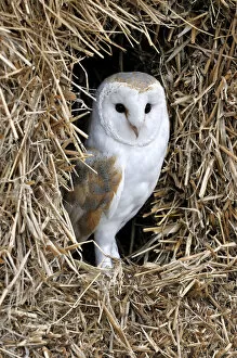 Owls Gallery: Barn owl (Tyto alba) in haystack / straw bale in barn, captive, England, UK