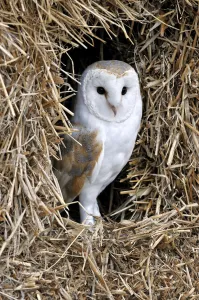 Barn owl (Tyto alba) in haystack / straw bale in barn, captive, England, UK Barn owl (Tyto alba) in haystack / straw bale in barn, captive, England, UK