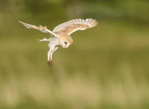 Barn owl (Tyto alba) hovering whilst hunting in flight. Suffolk, UK. June, Cropped