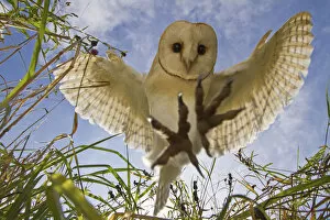 Barn Owl (Tyto alba) hunting / hovering, Somerset, UK, trained bird
