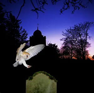 Barn Owl (Tyto alba) landing on gravestone, captive, digital composite, UK