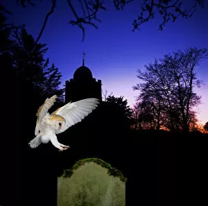 Wings Gallery: Barn Owl (Tyto alba) landing on gravestone, captive, digital composite, UK