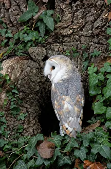 Plumage Prints: Barn owl (Tyto alba) perched at entrance to tree hollow