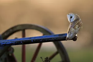 Images Dated 12th December 2011: Barn Owl (Tyto alba) perched on old plough